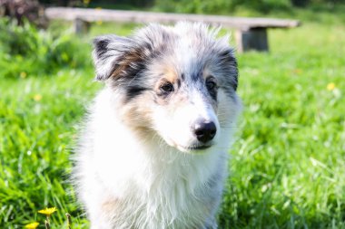 Küçük Shetland çoban köpeği Sheltie köpek yavrusu mavi merle tri renkli. Fotoğraf, sıcak bir yaz gününde, gün ışığında çekildi..