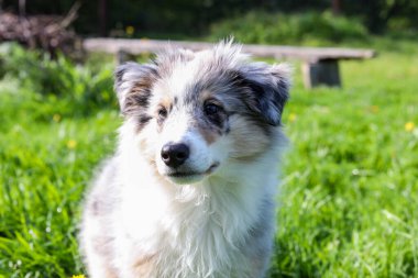 Küçük Shetland çoban köpeği Sheltie köpek yavrusu mavi merle tri renkli. Fotoğraf, sıcak bir yaz gününde, gün ışığında çekildi..