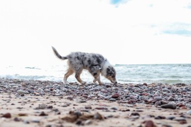 Küçük Shetland çoban köpeği Sheltie köpek yavrusu Baltık Denizi kıyısında yürüyor. Fotoğraf, sıcak bulutlu bir yaz gününde çekildi..