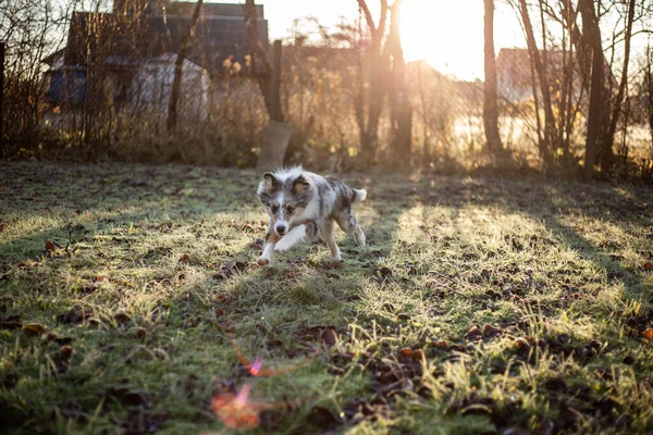 Small Beautiful Shetland Sheepdog Puppy Running Small Stick Mouth Photo — Stock Photo, Image