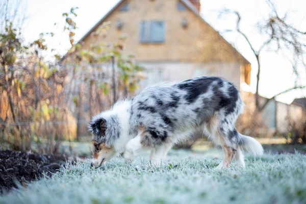 Beautiful Small Shetland Sheepdog Puppy Standing Sniffing Grass Photo Taken — Stock Photo, Image