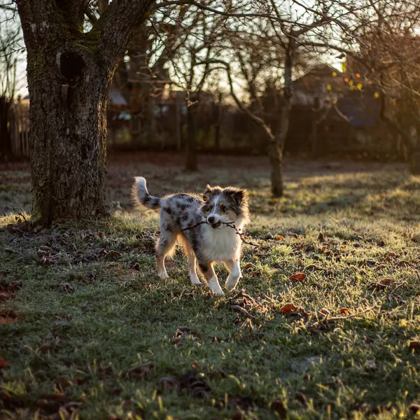 Petit Beau Chiot Chien Berger Shetland Qui Court Partout Avec — Photo