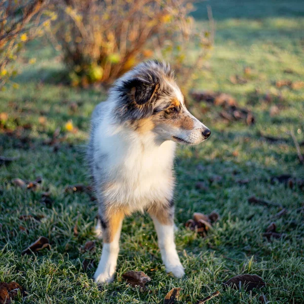 Kleiner Schöner Shetland Schäferhund Welpe Steht Garten Foto Aufgenommen Spätherbst — Stockfoto