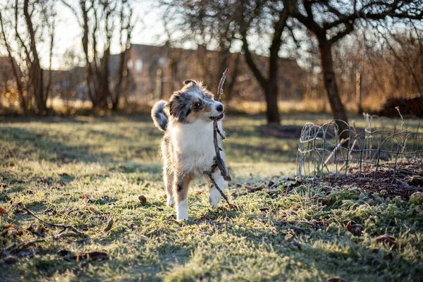 Small Beautiful Shetland Sheepdog Puppy Running Small Stick Mouth Photo — Stock Photo, Image