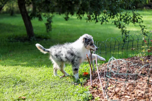 小さな青いマーレシェトランドの羊の子犬は小さなフェンスを噛む 暖かい夏の日に撮られた写真 — ストック写真