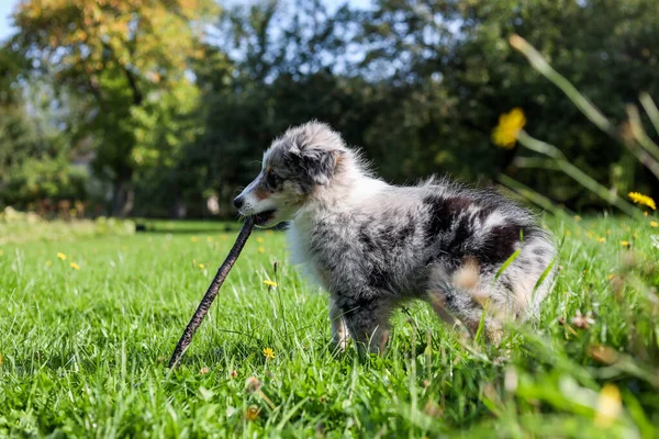 셰틀랜드 강아지가 막대기를 가지고 여름날 정원에서 — 스톡 사진