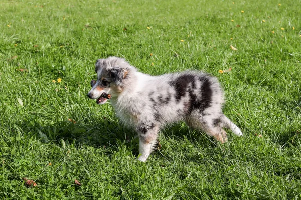 Μικρό Σκυλάκι Τσοπανόσκυλο Shetland Μπλε Merle Tri Χρώμα Φωτογραφία Που — Φωτογραφία Αρχείου