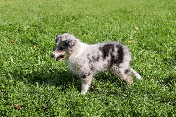 Pequeño Perro Pastor Shetland Sheltie Cachorro Azul Merle Tri Color — Foto de Stock