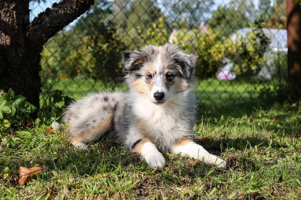 Liten Våtmark Fårhund Sitter Gräs Nära Staket Foto Tagen Varm — Stockfoto