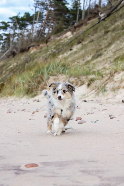 Mały Shetland Sheepdog Sheltie Szczeniak Spacerujący Pobliżu Wybrzeża Morza Bałtyckiego — Zdjęcie stockowe