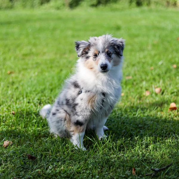 Pequeno Cachorro Cão Pastor Bonito Shetland Sentado Grama Foto Tirada — Fotografia de Stock