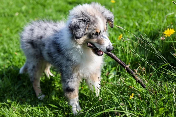 若いシェトランドのシープドッグブルーのマールトライカラーのシェルティー子犬が棒で遊んでいます 庭の暖かい夏の日に撮影された写真 — ストック写真