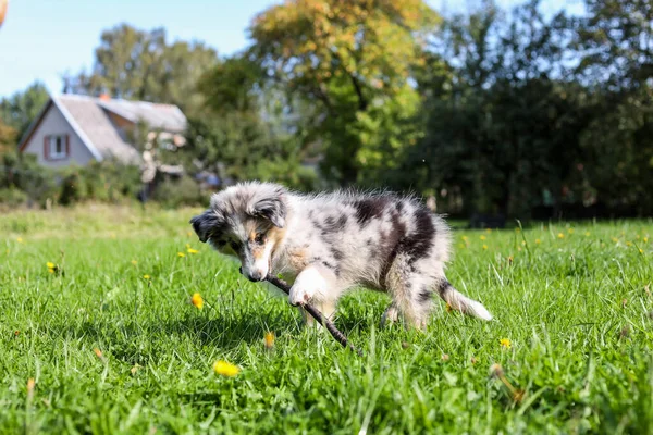 Jonge Shetland Sheepdog Blauw Merle Tri Kleur Sheltie Puppy Spelen — Stockfoto