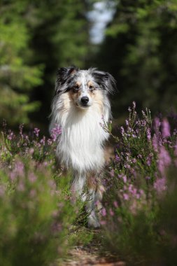 Güzel, mavi renkli merle shetland çoban köpeği çiçeklerin yanında oturuyor ve kameraya bakıyor. Fotoğraf, sıcak bir bulutlu günde çekildi..