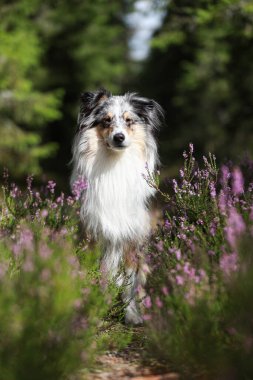 Güzel, mavi renkli merle shetland çoban köpeği çiçeklerin yanında oturuyor ve kameraya bakıyor. Fotoğraf, sıcak bir bulutlu günde çekildi..