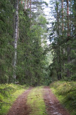 Eski orman, küçük yol, eski orman. Fotoğraf sıcak ve bulutlu bir yaz gününde çekildi..