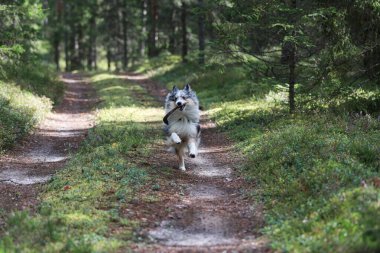 Mavi merle shetland çoban köpeği ağzında küçük bir tahta sopayla ormanda koşuyor. Fotoğraf sıcak ve bulutlu bir yaz gününde çekildi..