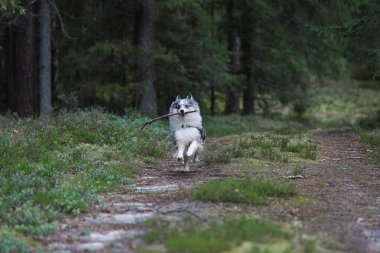 Mavi merle shetland çoban köpeği ağzında küçük bir tahta sopayla ormanda koşuyor. Fotoğraf sıcak ve bulutlu bir yaz gününde çekildi..
