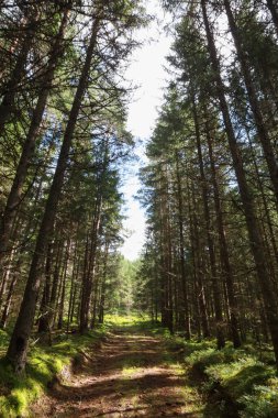 Eski orman, küçük yol, eski orman. Fotoğraf sıcak ve bulutlu bir yaz gününde çekildi..