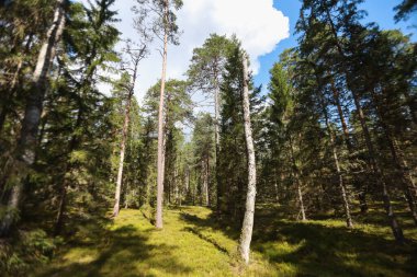 Birçok büyük ağaçlı doğal orman manzarası. Fotoğraf sıcak bir yaz gününde çekildi..