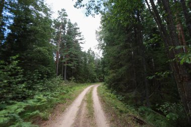 Her iki taraftaki ağaçların yakınındaki ıssız orman yolu köşesinde. Fotoğraf sıcak ve bulutlu bir yaz gününde çekildi..