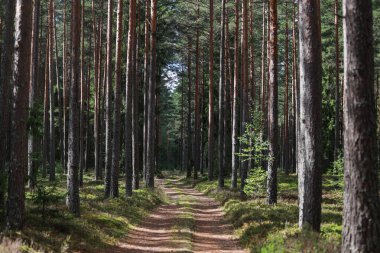 Eski orman, küçük yol, eski orman. Fotoğraf sıcak ve bulutlu bir yaz gününde çekildi..