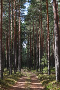 Eski orman, küçük yol, eski orman. Fotoğraf sıcak ve bulutlu bir yaz gününde çekildi..