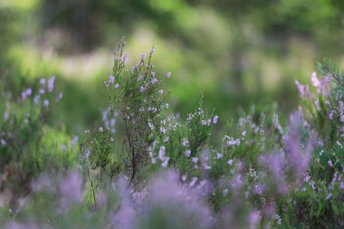 Yeşil arka planda, ormanda açan güzel, küçük mor çiçekler. Fotoğraf, sıcak bir bulutlu günde çekildi..