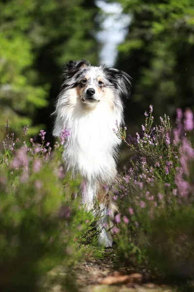 Schöne Dreifarbige Blaue Merle Shetland Schäferhündin Die Neben Blühenden Blumen — Stockfoto