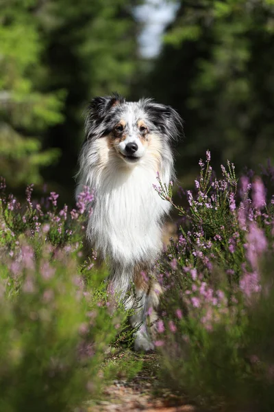 Vacker Tri Färg Blå Merle Shetland Sheepdog Sitter Nära Blommande — Stockfoto