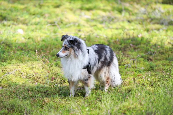 Blue Merle Shetland Sheepdog Standing Forest Environment Photo Taken Warm — Stock Photo, Image