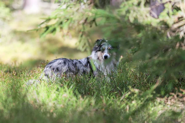 Blue Merle Shetland Sheepdog Standing Forest Environment Photo Taken Warm — Stock Photo, Image