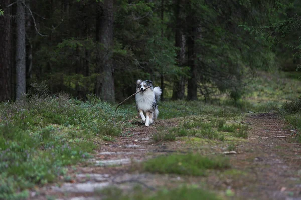 Blue Merle Shetland Sheepdog Running Forest Small Wood Stick Mouth — Stock Photo, Image