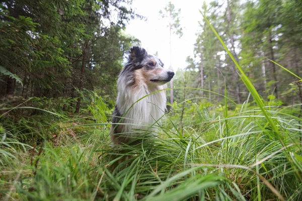 Голубой Мерл Шетландский Пёс Стоит Лесной Траве Смотрит Фото Сделано — стоковое фото
