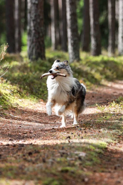 Perro Pastor Azul Merle Shetland Corriendo Bosque Con Pequeño Palo — Foto de Stock