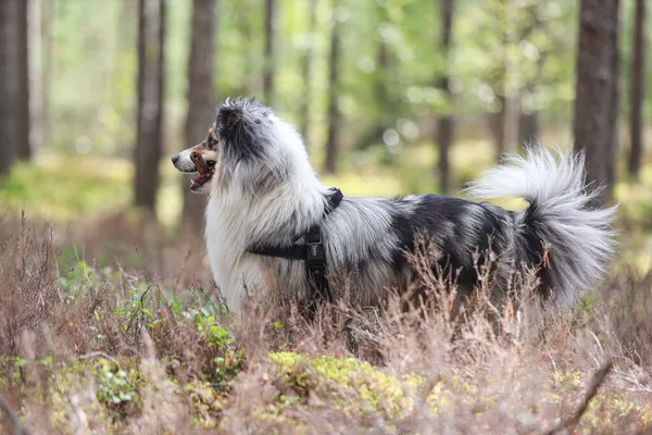 Sjælden Blå Merle Tri Farve Shetland Fårehund Sheltie Tandbehandling Fyrreskov - Stock-foto