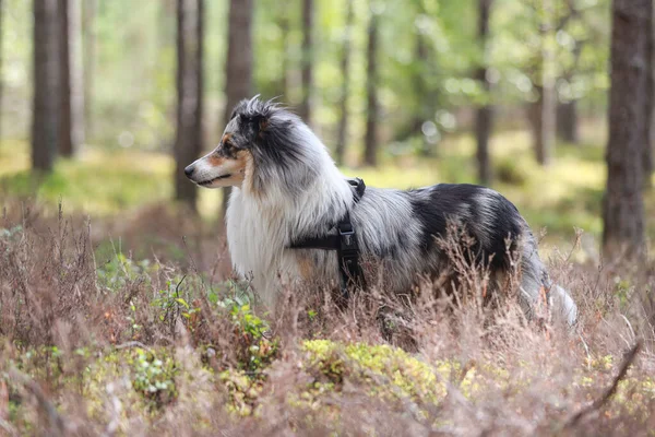 Sällsynta Blå Merle Tri Färg Våtmark Sheepdog Sheltie Tandning Tallskog — Stockfoto