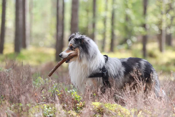Sällsynta Blå Merle Tri Färg Våtmark Sheepdog Sheltie Tandning Tallskog — Stockfoto