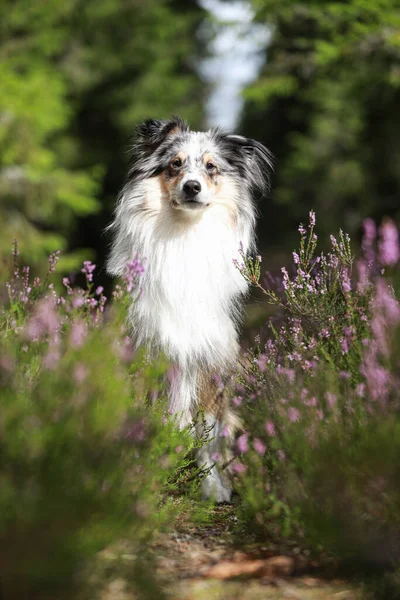 Vacker Tri Färg Blå Merle Shetland Sheepdog Sitter Nära Blommande — Stockfoto