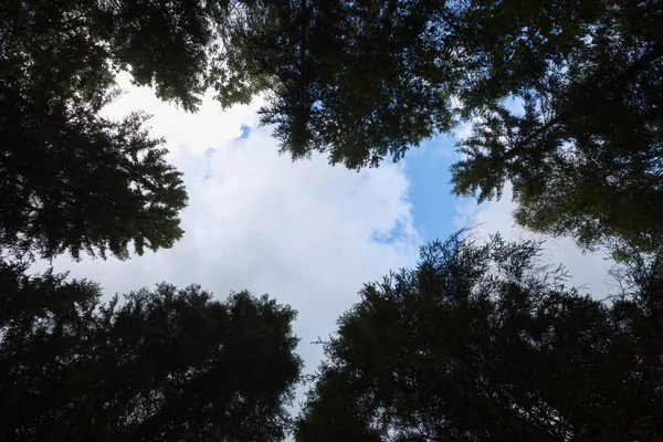 Bred Vinkel Övre Himlen Utsikt Med Träd Runt Foto Tagen Stockbild