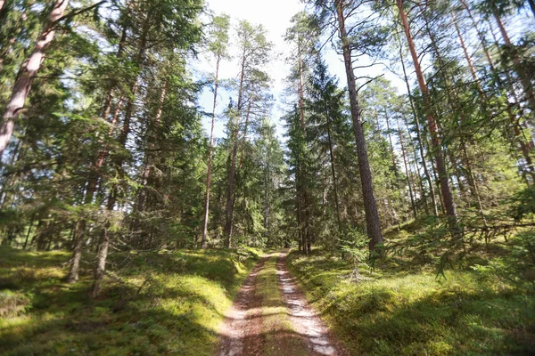 Natuurlijk Boslandschap Met Veel Grote Bomen Foto Genomen Een Warme Stockafbeelding