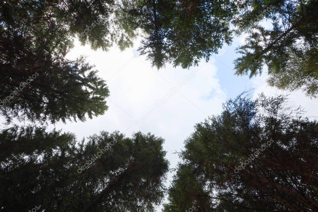 Wide angle upper sky view with trees around. Photo taken on a warm overcast summer day in forest.