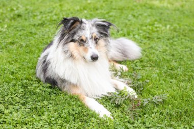 Mavi Merle Shetland Çoban Köpeği yeşil bahçe çimlerinde oturuyor. Fotoğraf sıcak ve bulutlu bir yaz gününde çekildi..