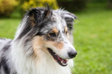 Gülümseyen mavi merle shetland çoban köpeğinin yakın plan fotoğrafı. Fotoğraf sıcak ve bulutlu bir yaz gününde çekildi..