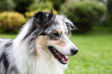 Gülümseyen mavi merle shetland çoban köpeğinin yakın plan fotoğrafı. Fotoğraf sıcak ve bulutlu bir yaz gününde çekildi..