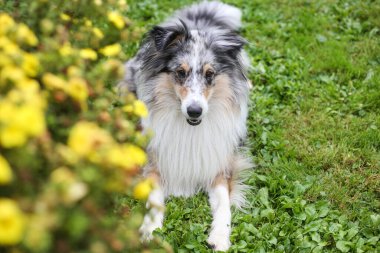 Mavi Merle Shetland Çoban Köpeği sarı çiçeklerin yanında oturuyor. Fotoğraf, sanatsal tarzda çekilmiş. Önplanda çiçekler var. Güzel bir bokeh yaratıyor..