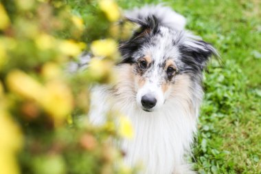 Mavi Merle Shetland Çoban Köpeği sarı çiçeklerin yanında oturuyor. Fotoğraf, sanatsal tarzda çekilmiş. Önplanda çiçekler var. Güzel bir bokeh yaratıyor..