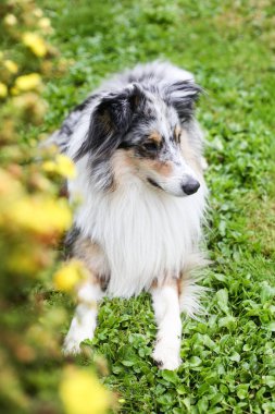 Mavi Merle Shetland Çoban Köpeği sarı çiçeklerin yanında oturuyor. Fotoğraf, sanatsal tarzda çekilmiş. Önplanda çiçekler var. Güzel bir bokeh yaratıyor..