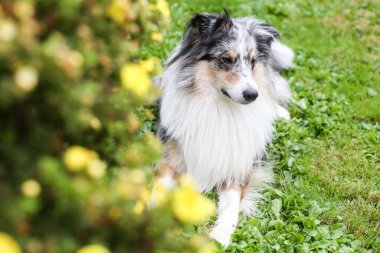 Mavi Merle Shetland Çoban Köpeği sarı çiçeklerin yanında oturuyor. Fotoğraf, sanatsal tarzda çekilmiş. Önplanda çiçekler var. Güzel bir bokeh yaratıyor..