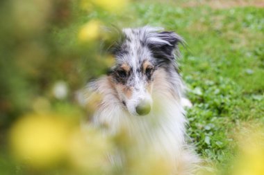 Mavi Merle Shetland Çoban Köpeği sarı çiçeklerin yanında oturuyor. Fotoğraf, sanatsal tarzda çekilmiş. Önplanda çiçekler var. Güzel bir bokeh yaratıyor..